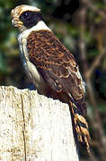 Laughing Falcon