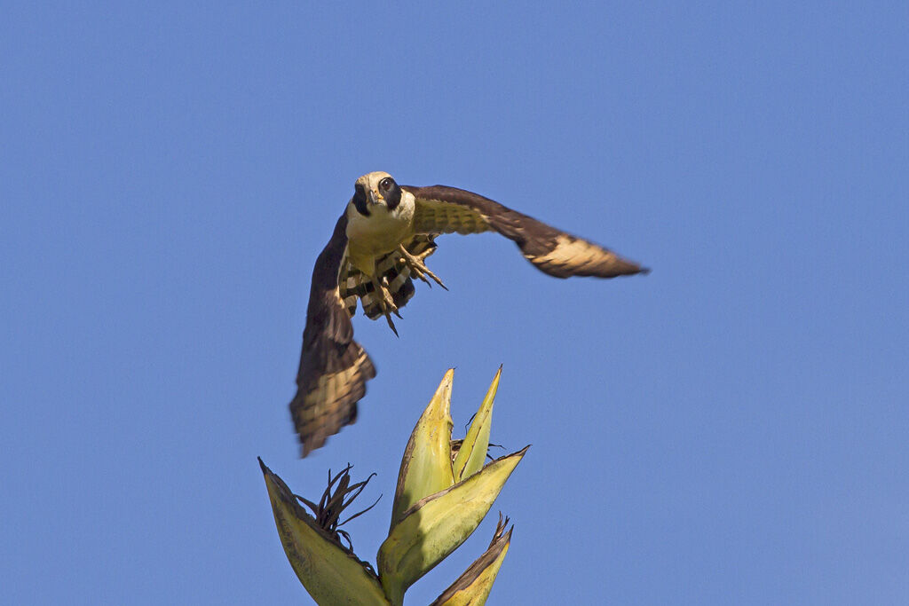 Laughing Falcon, Flight