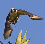 Laughing Falcon