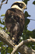 Laughing Falcon