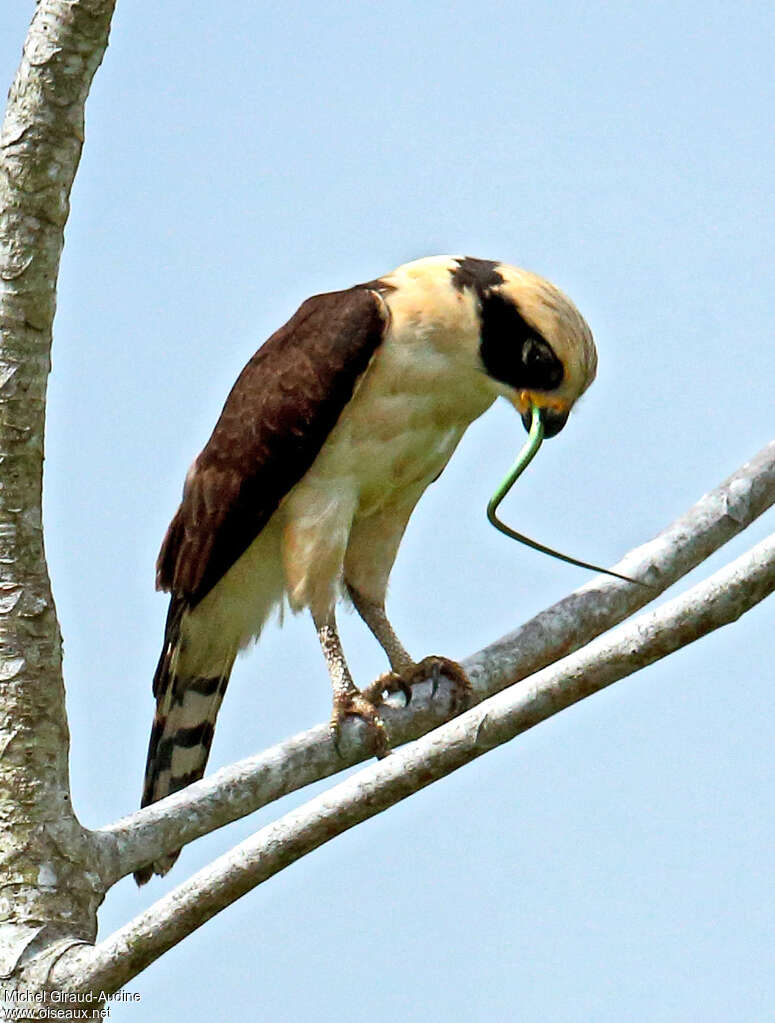 Laughing Falconadult, fishing/hunting, eats