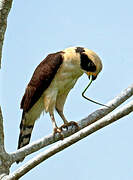 Laughing Falcon