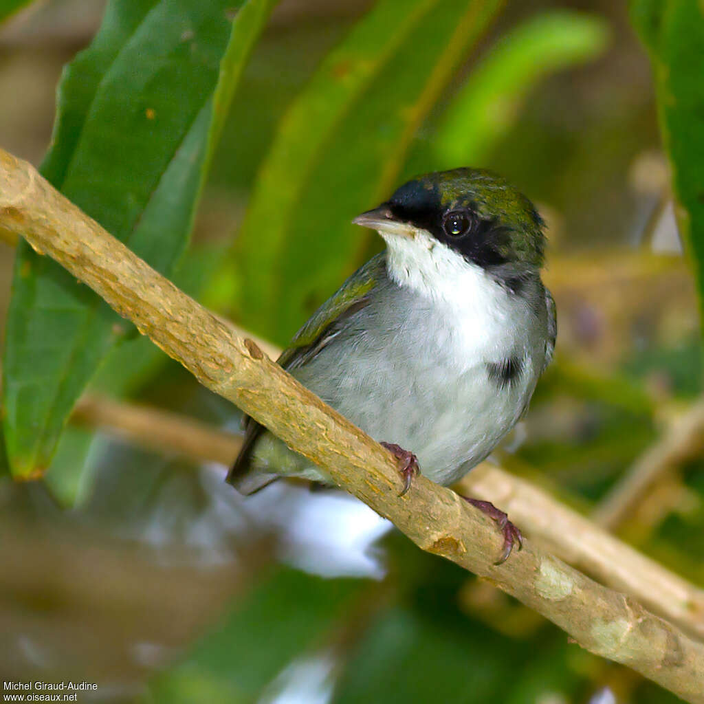 Manakin à gorge blanche mâle immature, identification