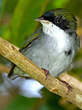 Manakin à gorge blanche