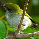 Manakin à gorge blanche