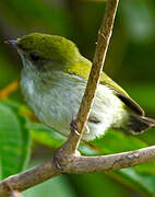 White-throated Manakin