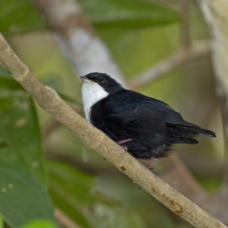 White-throated Manakin male adult
