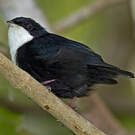Manakin à gorge blanche