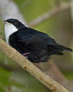 White-throated Manakin