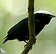 Manakin à tête blanche