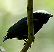 White-crowned Manakin