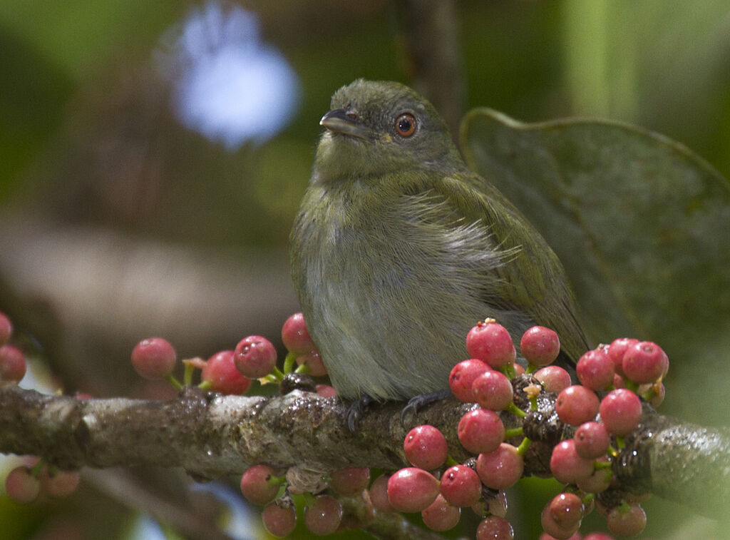 Manakin à tête blanche femelle adulte