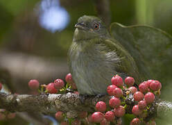 White-crowned Manakin