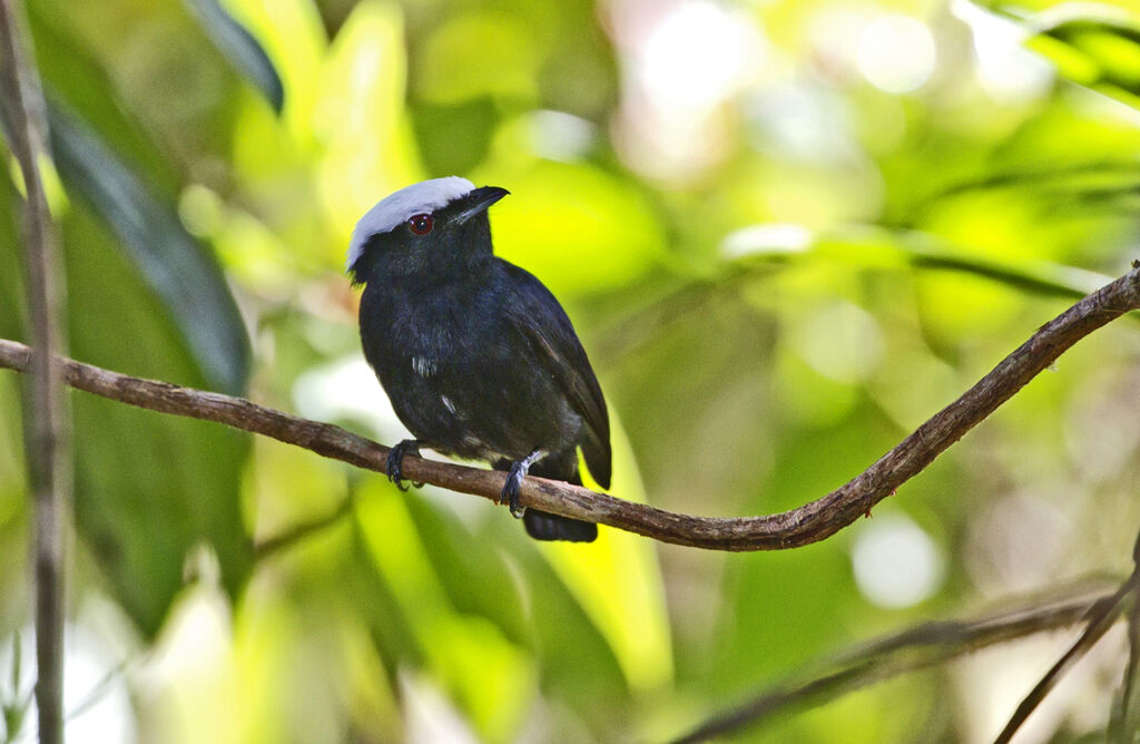 Manakin à tête blanche mâle adulte