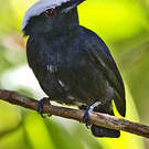Manakin à tête blanche