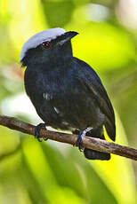 Manakin à tête blanche