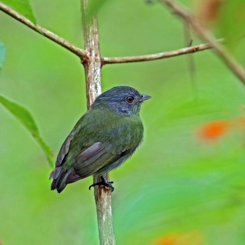 White-crowned Manakin female adult