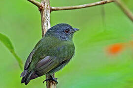 White-crowned Manakin