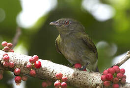 White-crowned Manakin