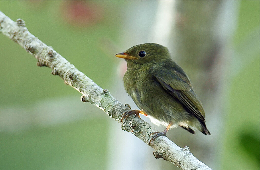 Manakin à tête d'or femelle juvénile