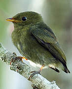 Golden-headed Manakin