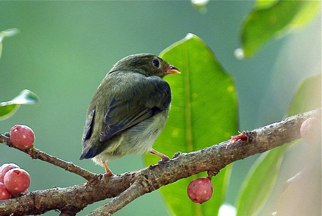 Manakin à tête d'or femelle juvénile