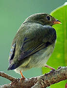 Golden-headed Manakin