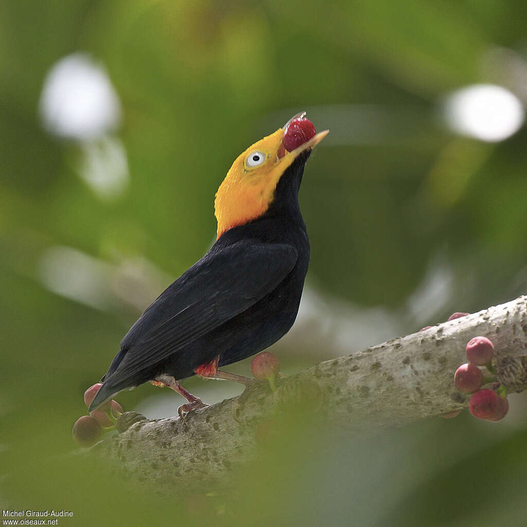 Golden-headed Manakin male adult, feeding habits