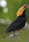 Golden-headed Manakin