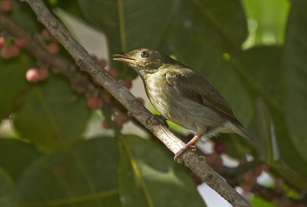 Manakin à tête d'or femelle adulte