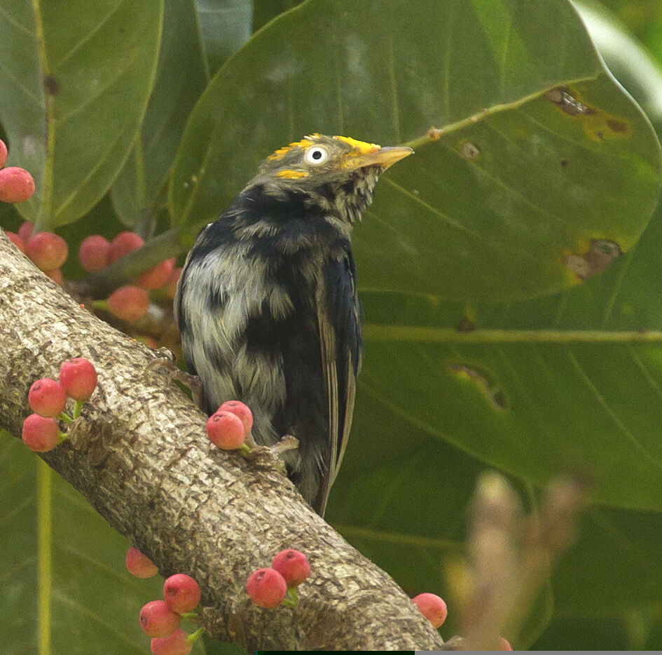 Manakin à tête d'or