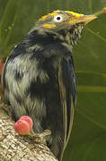 Golden-headed Manakin