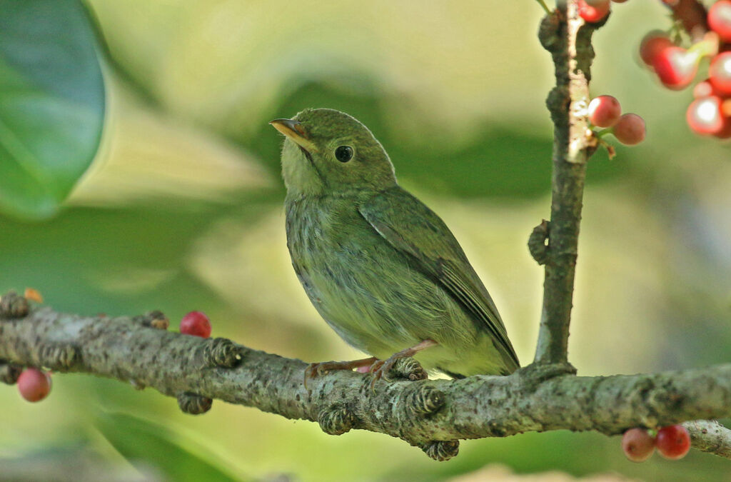 Manakin à tête d'or femelle adulte