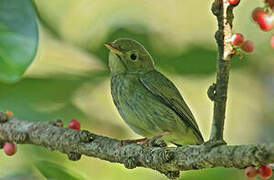 Golden-headed Manakin