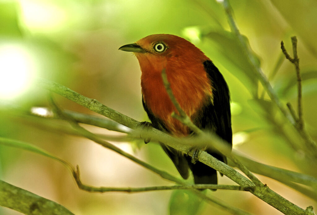 Manakin auréole, identification