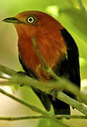 Crimson-hooded Manakin