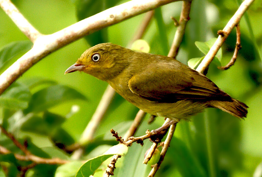 Manakin auréole