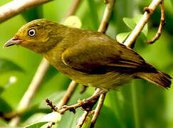 Crimson-hooded Manakin