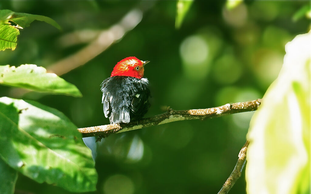 Crimson-hooded Manakin male adult