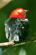 Crimson-hooded Manakin