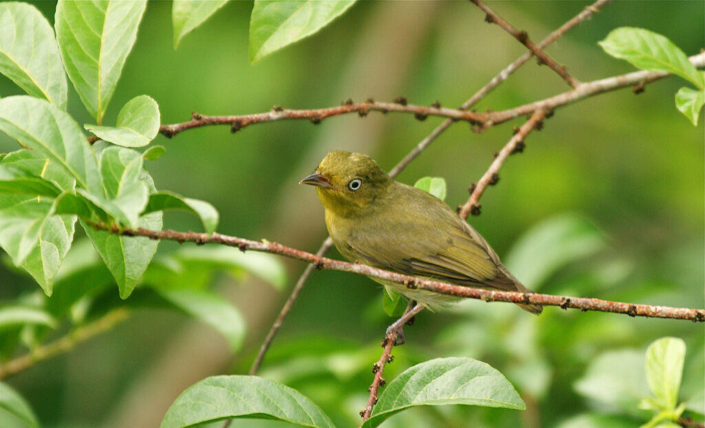 Crimson-hooded Manakin female adult