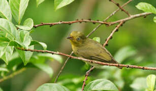 Crimson-hooded Manakin