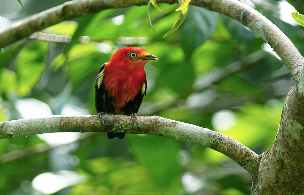 Manakin auréole mâle immature