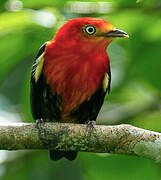 Crimson-hooded Manakin