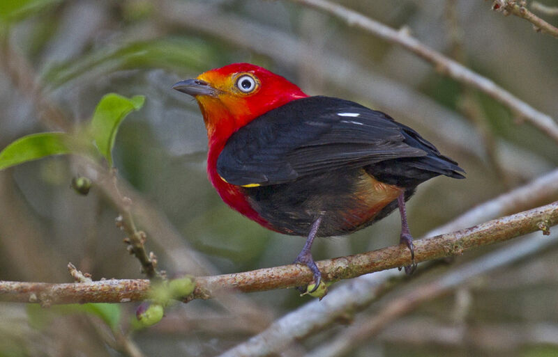 Crimson-hooded Manakin male adult
