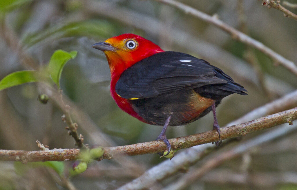 Manakin auréole mâle adulte