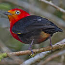 Manakin auréole