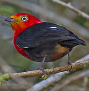 Crimson-hooded Manakin