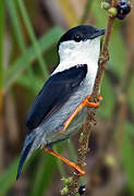 White-bearded Manakin