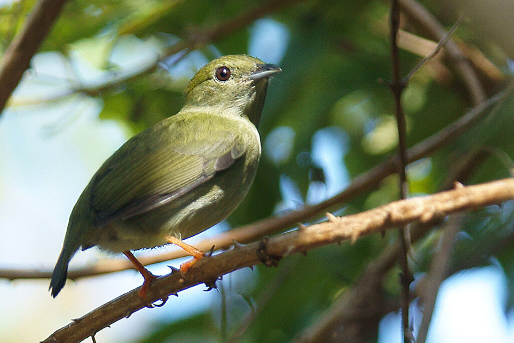 White-bearded Manakin female adult